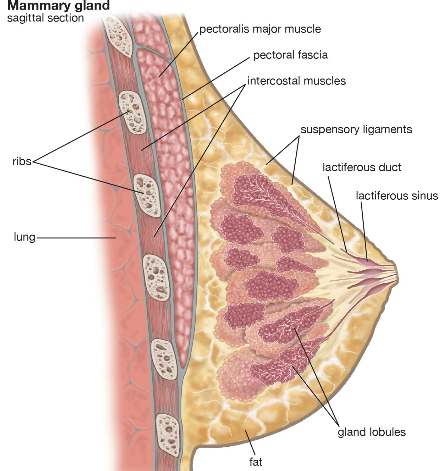 post-liposuction recovery and headache management