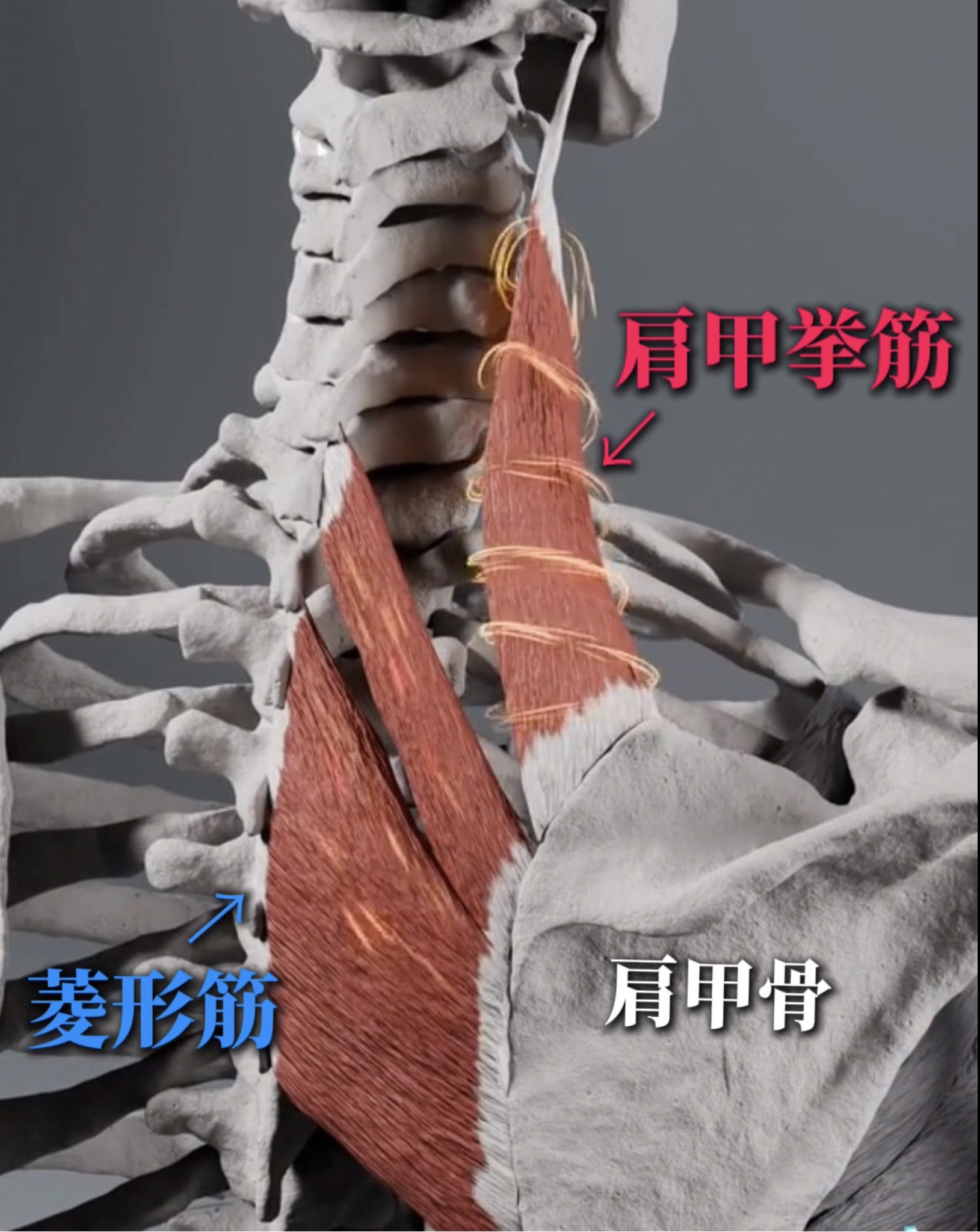 二の腕 脂肪吸引 デザイン 肩幅
