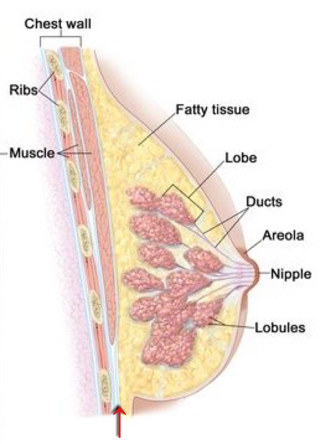 fat grafting fibrosis