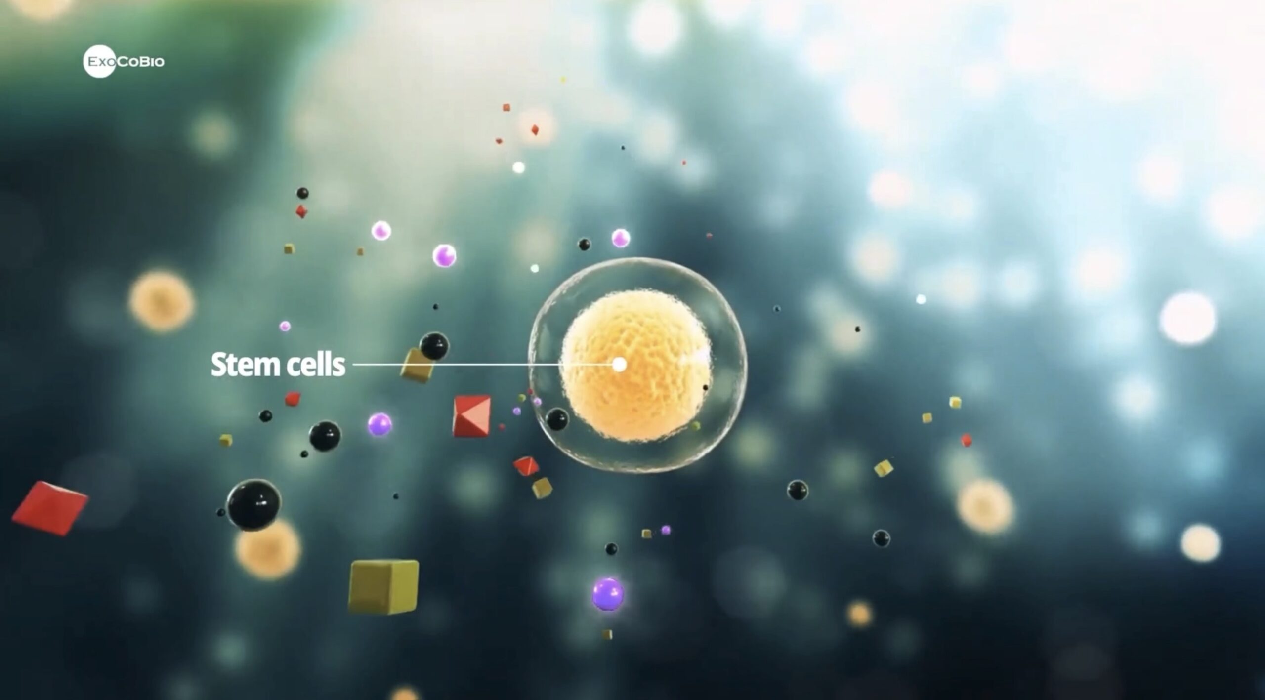 ACL reconstruction secondary knee osteoarthritis stem cell conditioned media