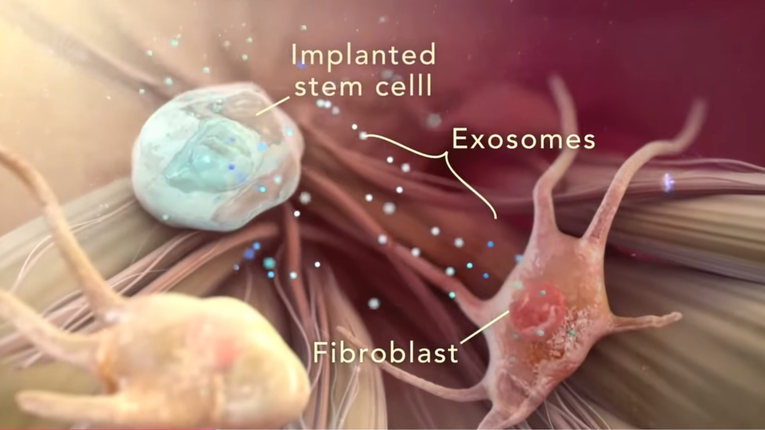 birth control pill female hair loss stem cell