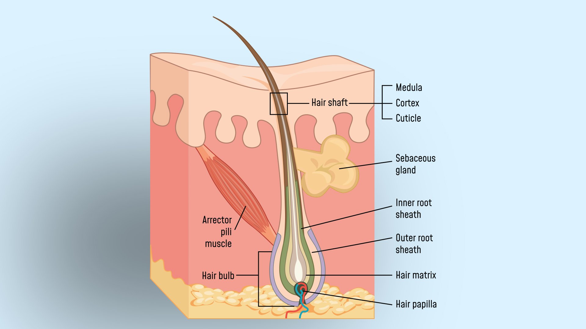 hair regenerative treatment restart protocol