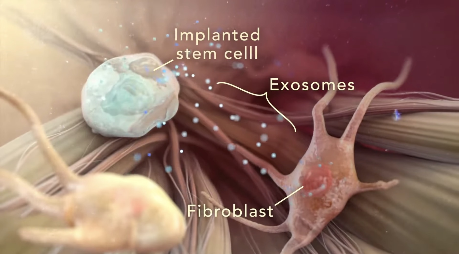 youth baseball elbow OCD pediatric orthopedics