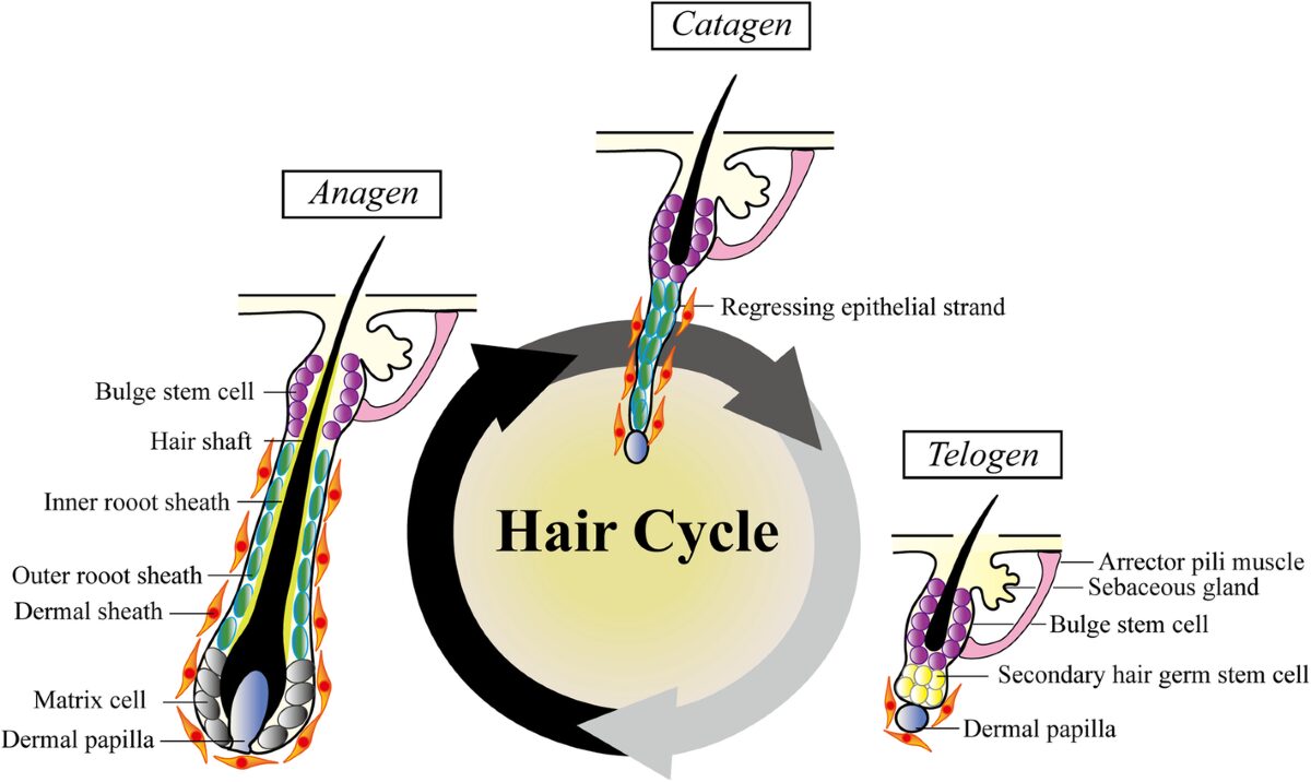 hair regeneration hair texture stem cell conditioned media