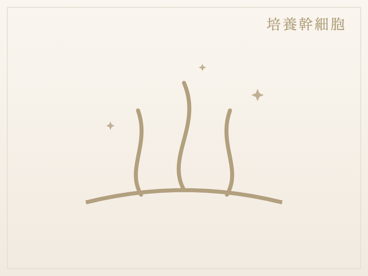培養幹細胞（頭皮）