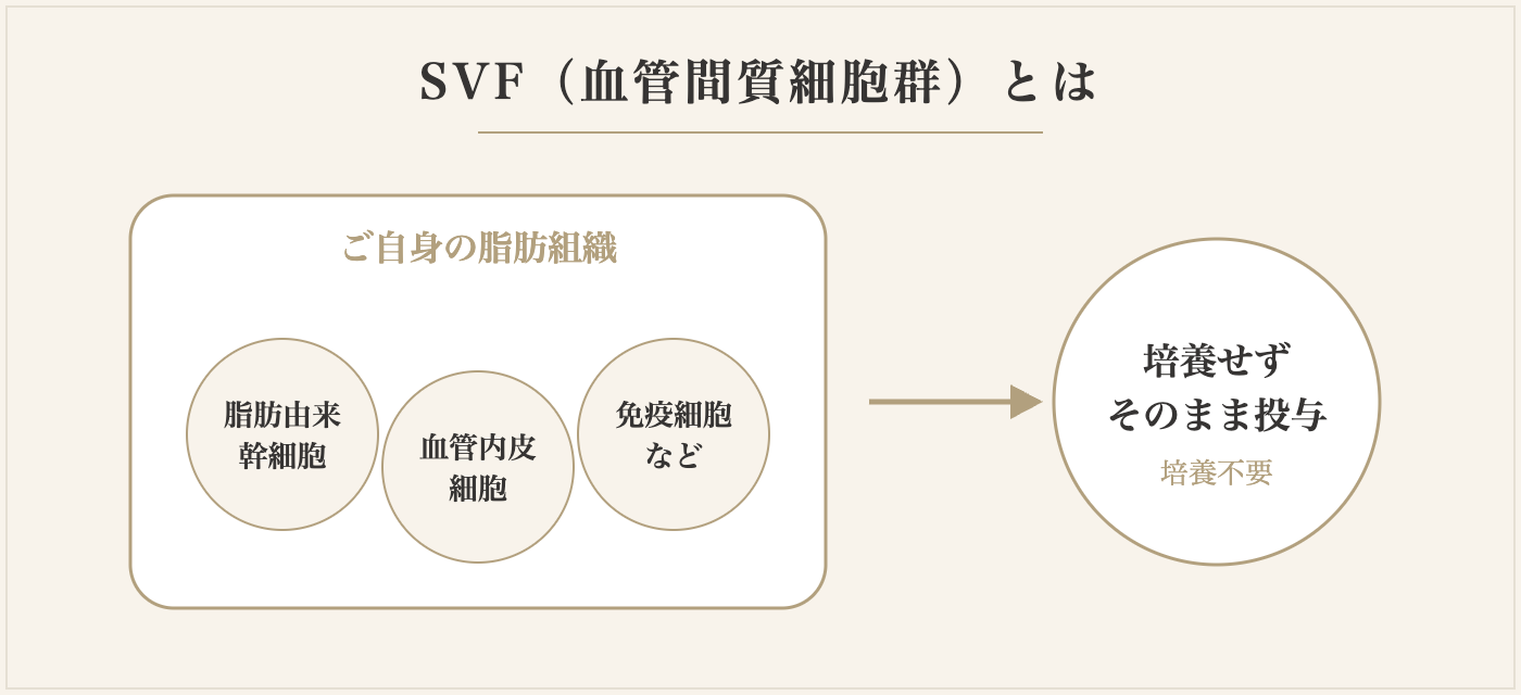 SVF（血管間質細胞群）とは：脂肪組織に含まれる細胞群を培養せずに投与